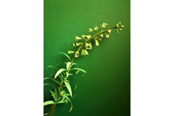 Fritillaria Ivory Bells 3D SVG Paper Flowers Templates